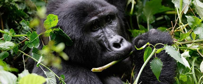 How To Go Gorilla Trekking In Rwanda