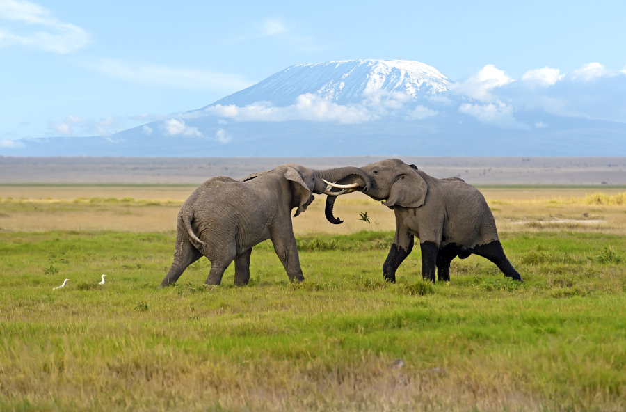 elephants of amboseli park 