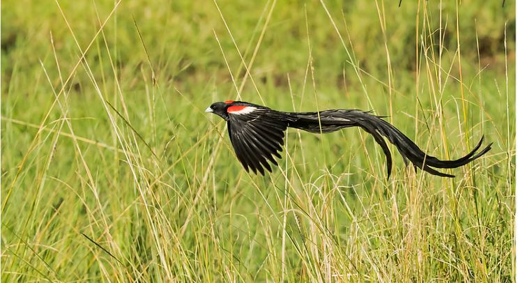 lake nakuru national park birds 