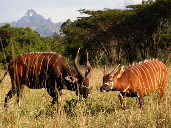 5 days Kenya wildlife safari tour