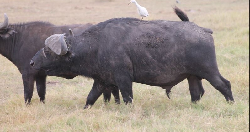 cape buffaloes