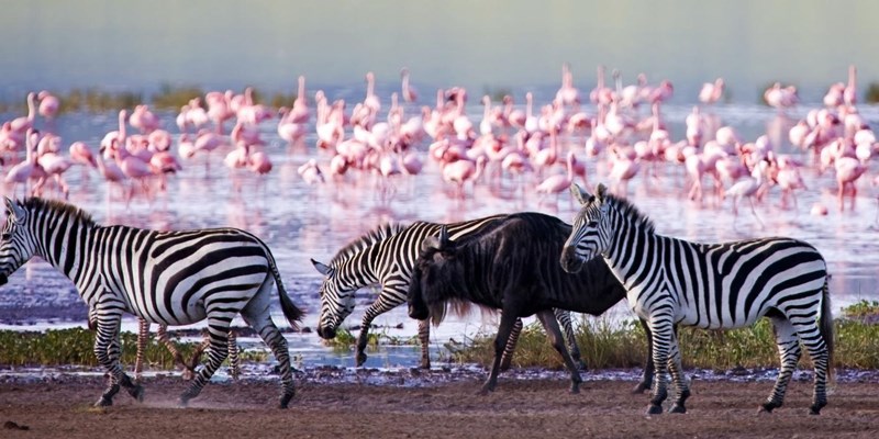 8 days Kenya wildlife and beach safari
