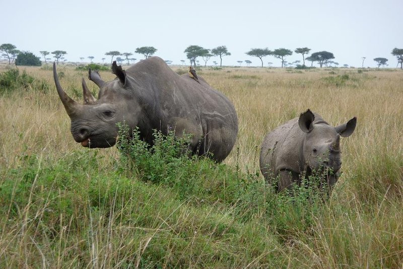 Rhinos in Maasai Mara
