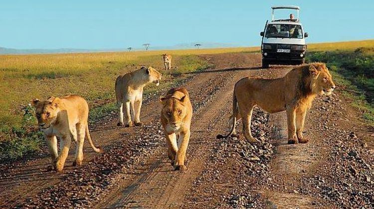 30 days best of Uganda & Kenya wildlife safari tour