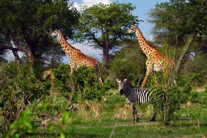 Tourist attractions in Ruaha National Park