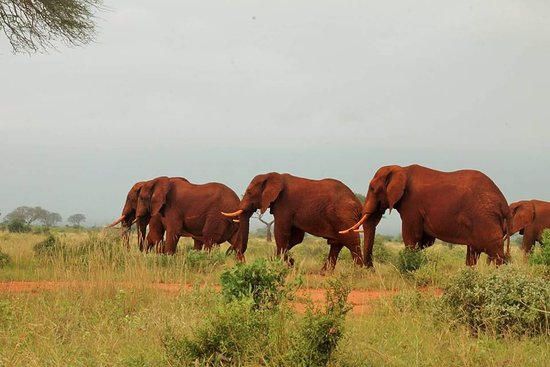 dusty red elephant herds in tsavo national park