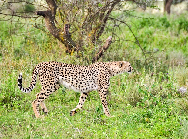 3 days Tanzania safari to Tarangire & Ngorongoro