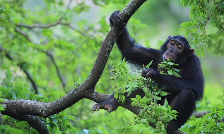 4 Days Uganda Gorilla and Chimpanzee Safari