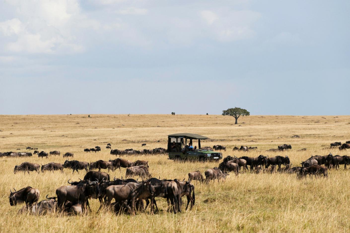 6 days Kenya wildlife safari to Maasai Mara, Lake Nakuru and Amboseli