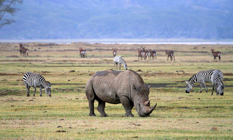 3 days Serengeti and Ngorongoro safari from Zanzibar