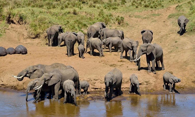  4 days Tanzania luxury safari to Tarangire national park and Ngorongoro crater