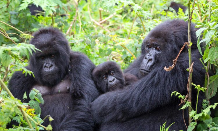 3 days Bwindi gorilla trekking tour
