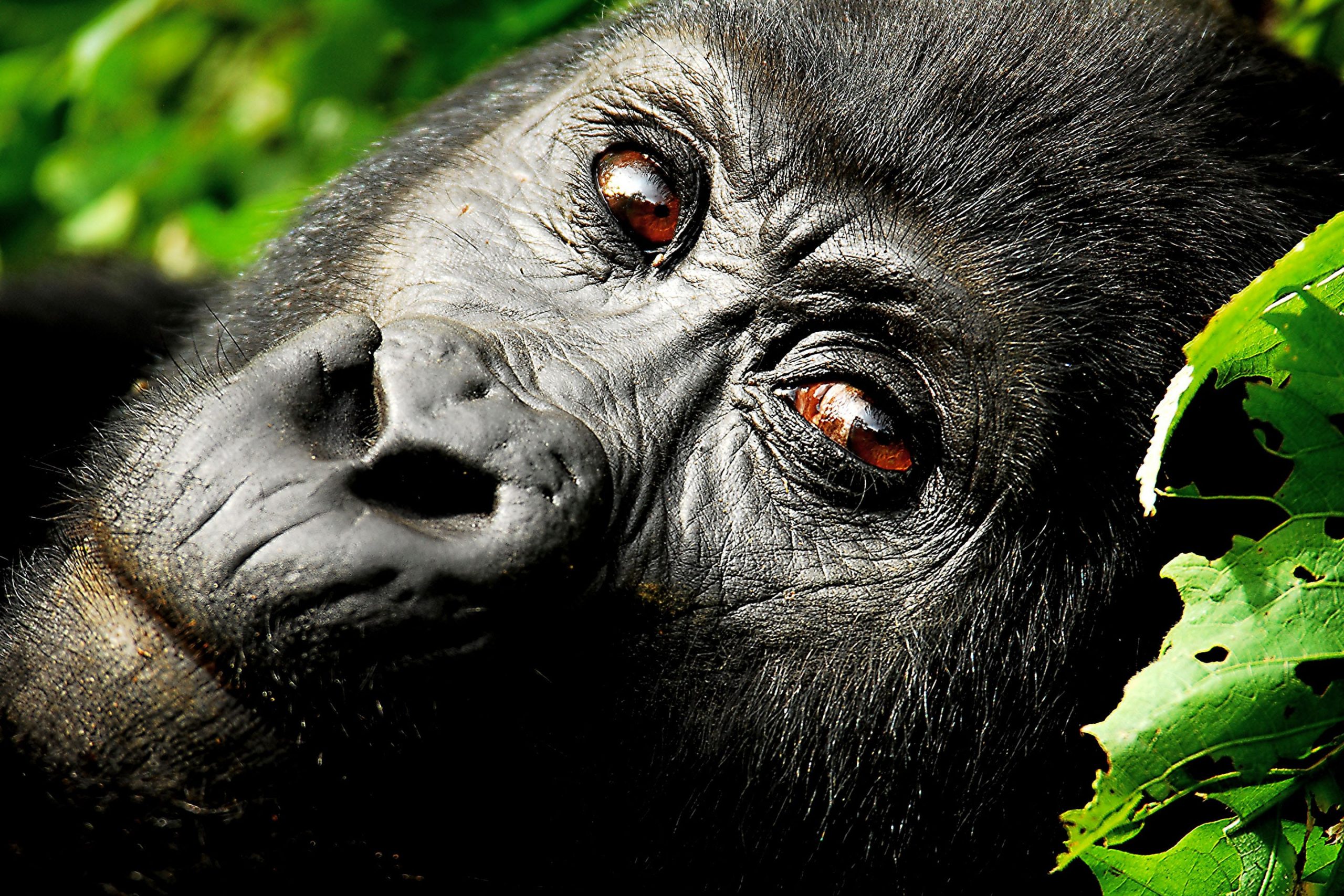 Is Gorilla Trekking ethical?