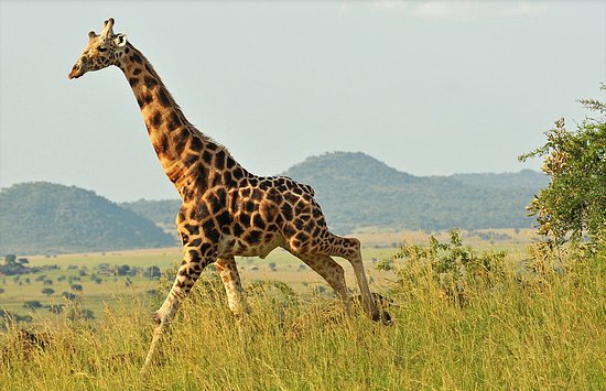 8 Days Uganda Safari tour (Kidepo, Murchison & Kibale)