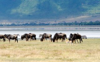 Why Ngorongoro Crater is superlative Safari Destination