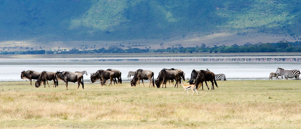 Ngorongoro Wildlife