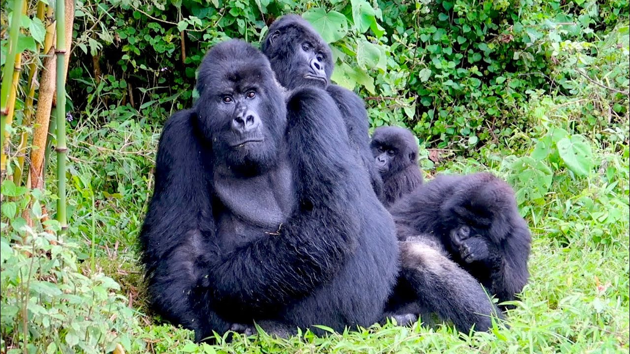 4 Days Rwanda Gorilla Trekking Safari | Rwanda Safaris