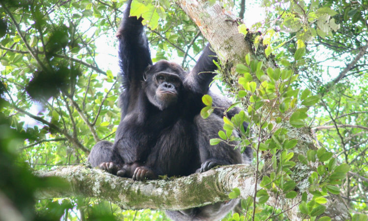 Chimpanzee trekking in Nyungwe National Park