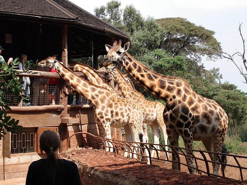 8 days Kenya wildlife safari tour