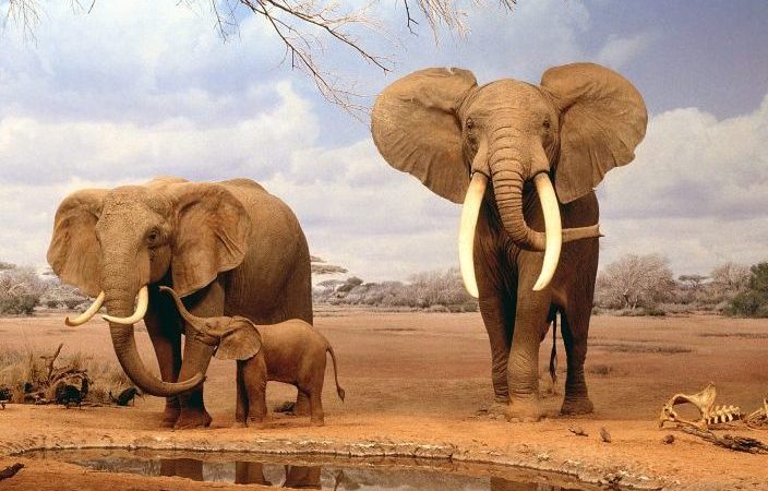 8 days Kenya wildlife Budget safari