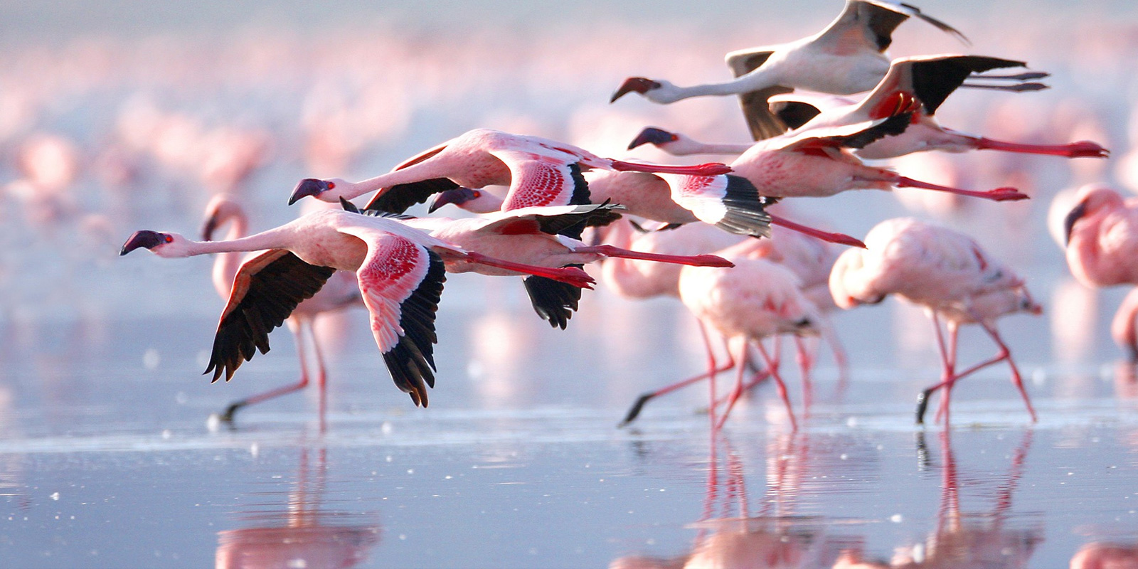 When to see Flamingos on Lake Nakuru National Park