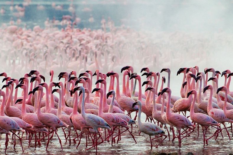 When to see Flamingos on Lake Nakuru National Park