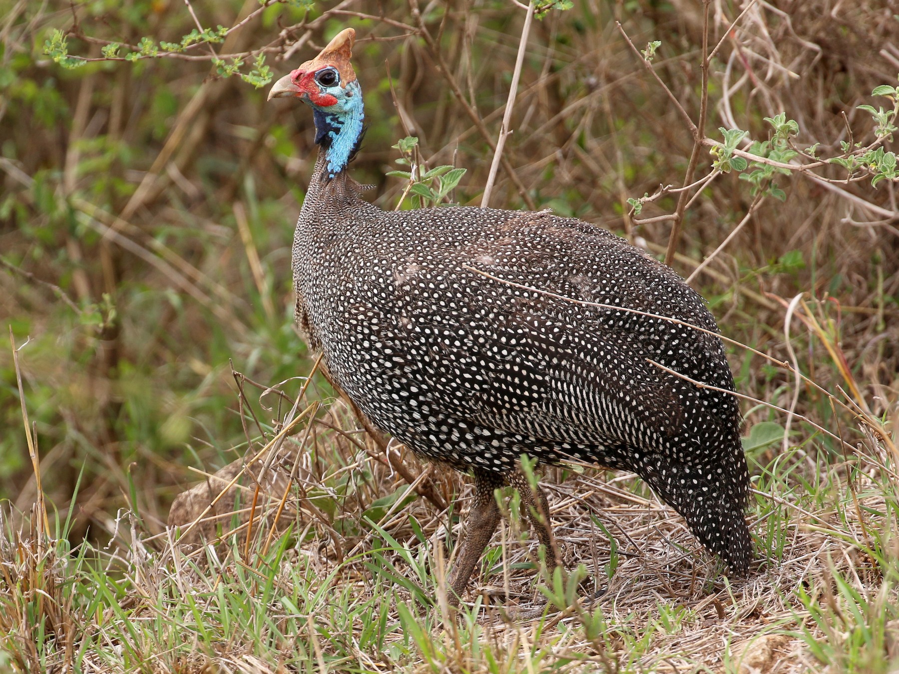   Bird Checklists of Amboseli National Park