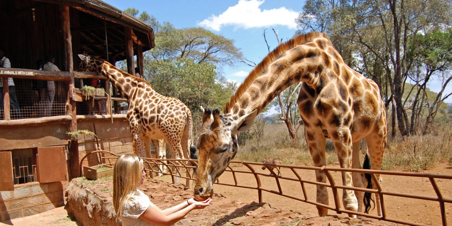 The Nairobi Giraffe Center 