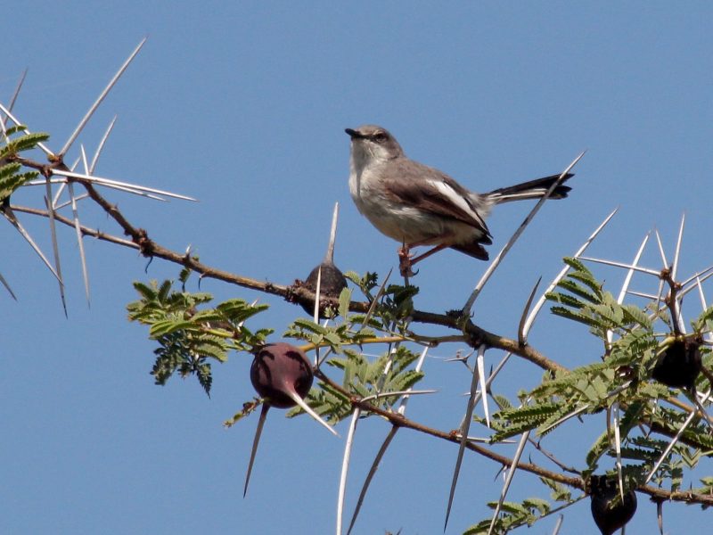 Bird watching in Ngorongoro Conservation Area, Lake Eyasi and Yaida Chini