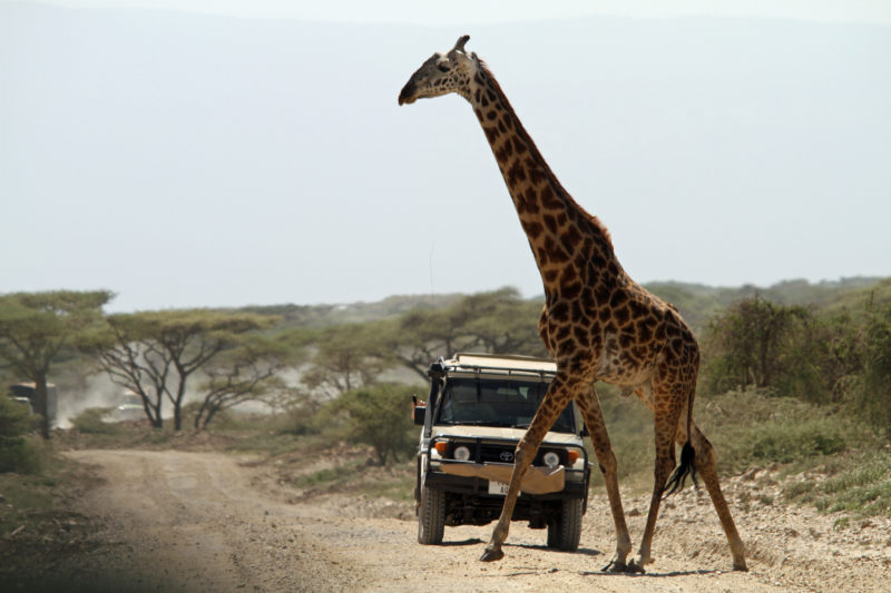 The Best Time to Go on a Safari in East Africa