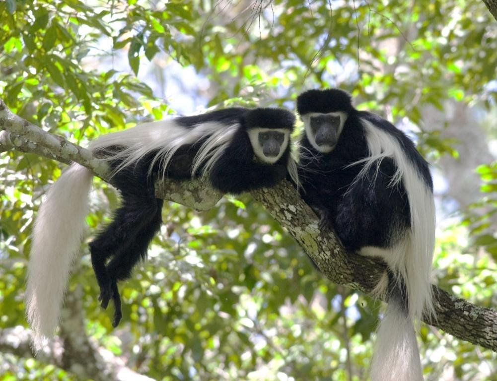 Where to see the black and white colobus monkeys in Kenya