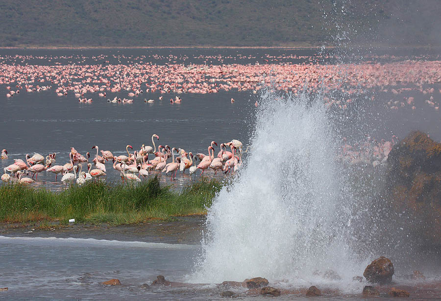 The Best time to visit Lake Bogoria for flamingos