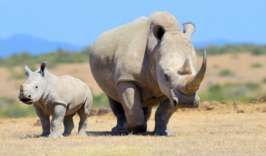 Rhino tracking in Akagera National Park