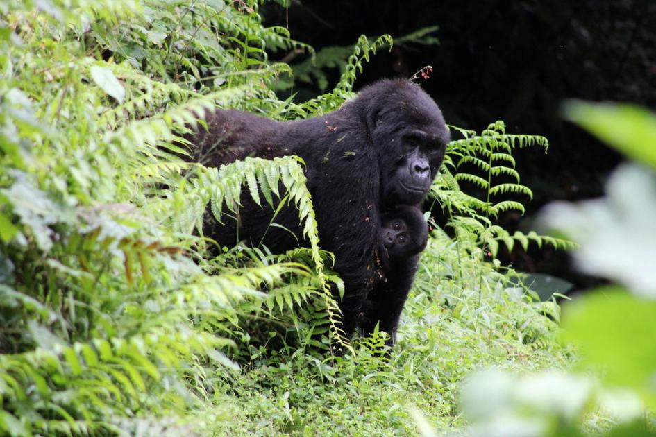 What are the major threats on mountain gorillas?