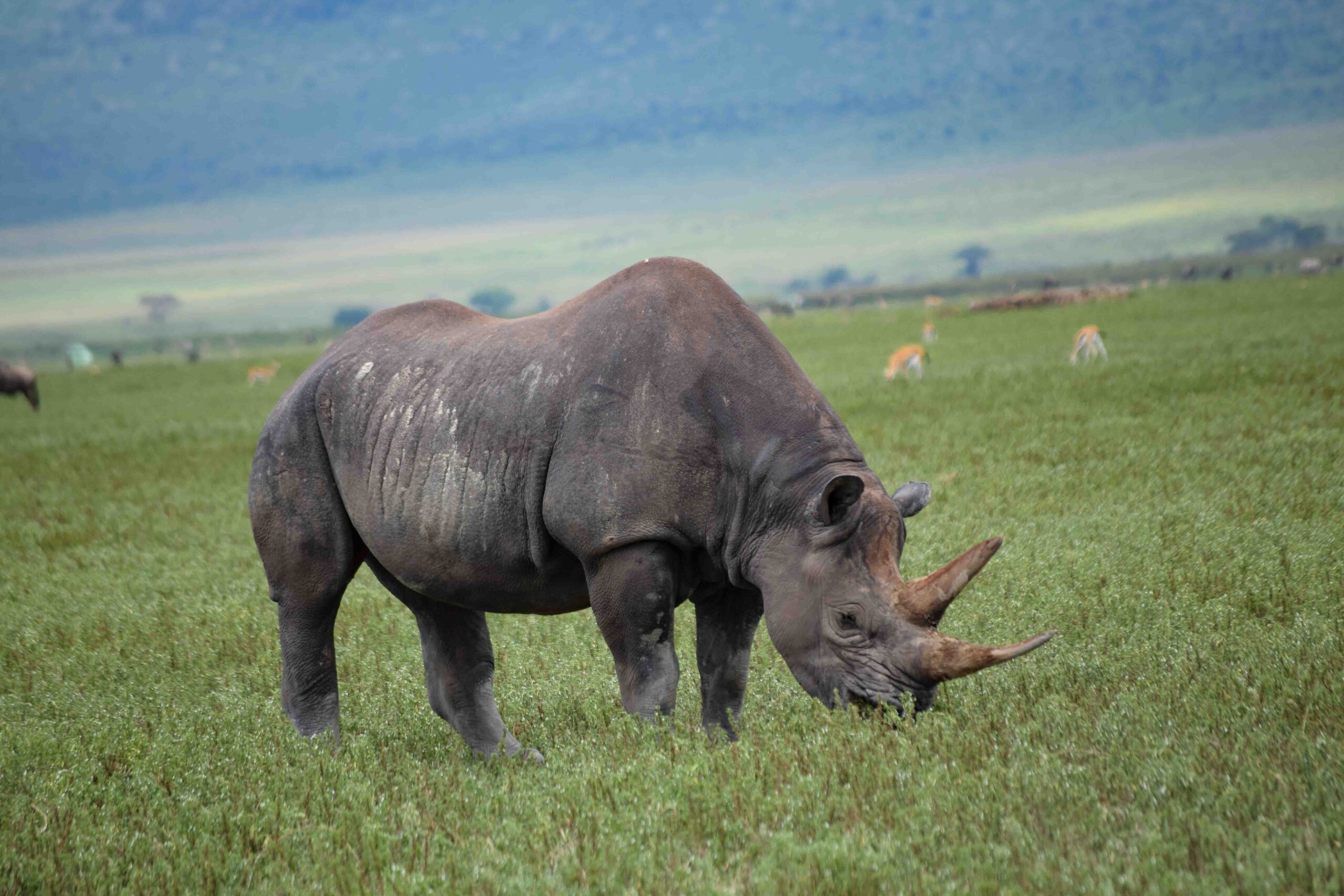 Fascinating facts about Ngorongoro crater