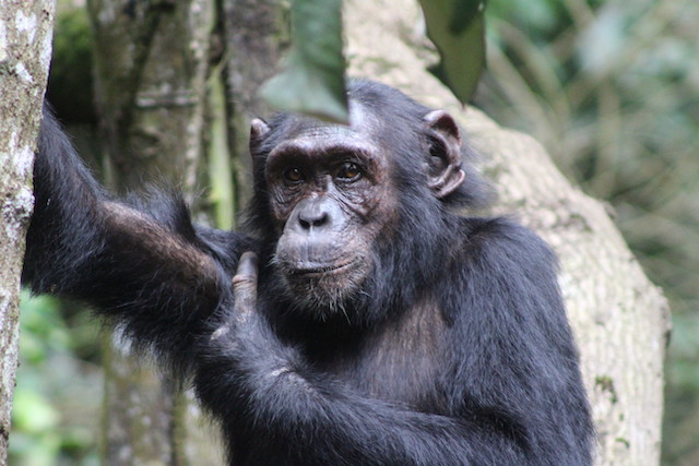 5 Days Uganda Gorilla and Chimpanzee Trekking Fly-in Safari 