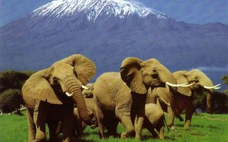Bucket list Safari Experiences You Must Have In Kenya